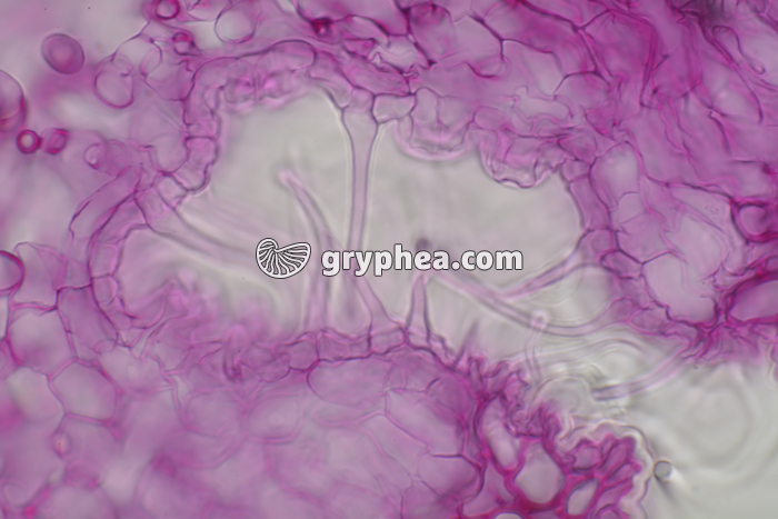 Feuille de Laurier rose crypte stomatifère CT x200 - gryphea.com